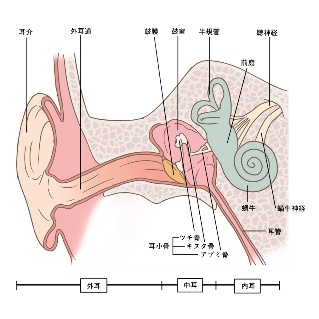 耳の内部のイラスト